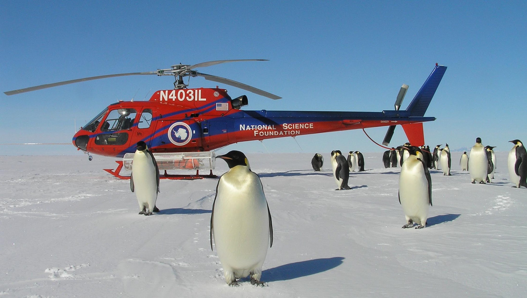 A NSF helicopter parked surrounded by penguins